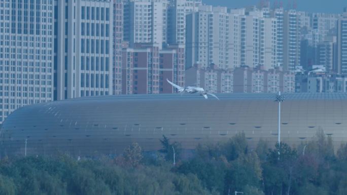 4k白天鹅飞过城市