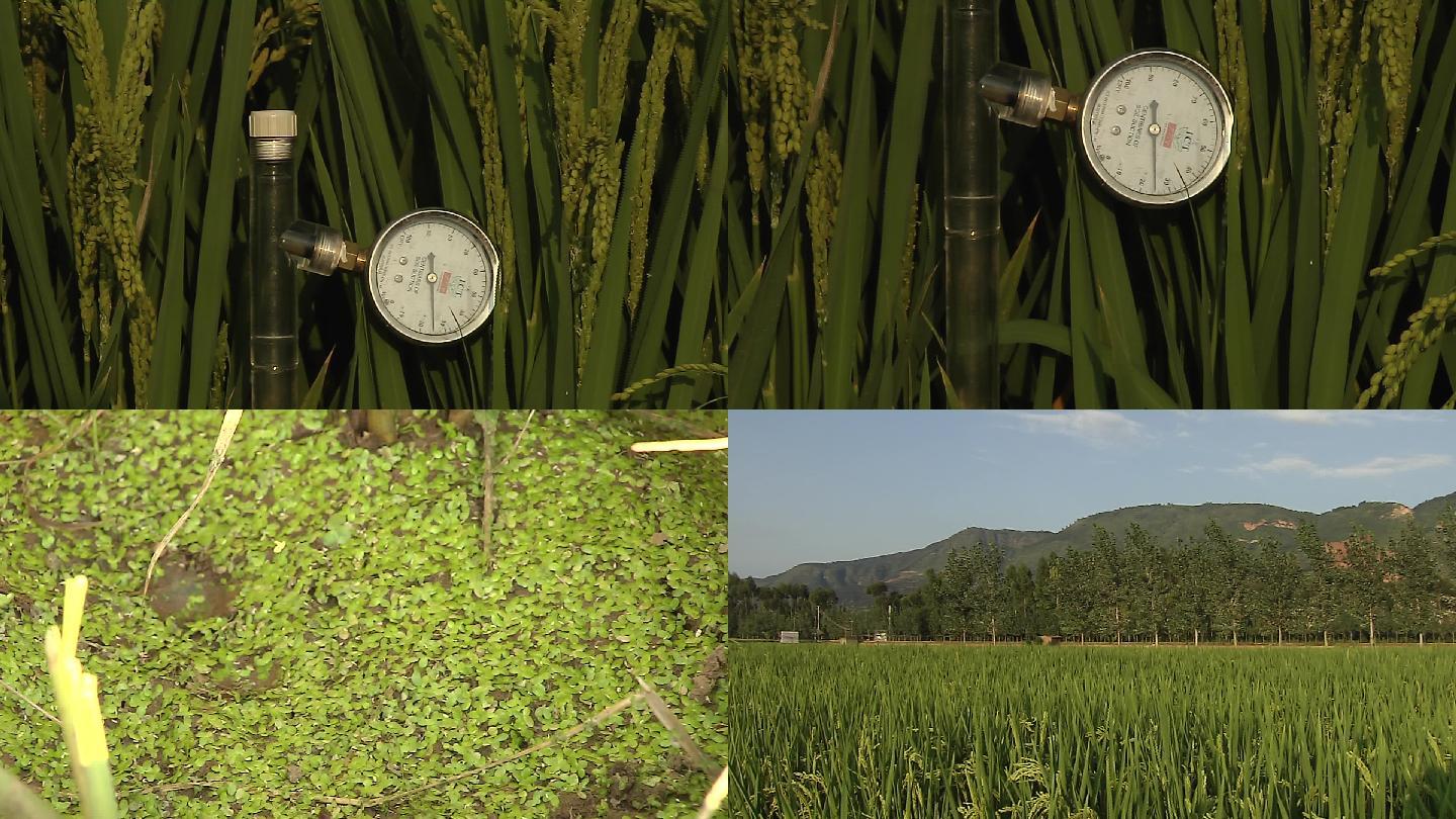 水稻灌浆期