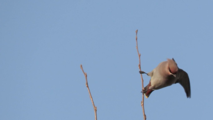 太平鸟在枝头戏耍