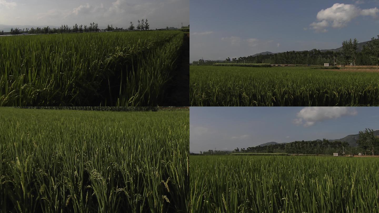 水稻抽穗期水稻抽穗期测水势