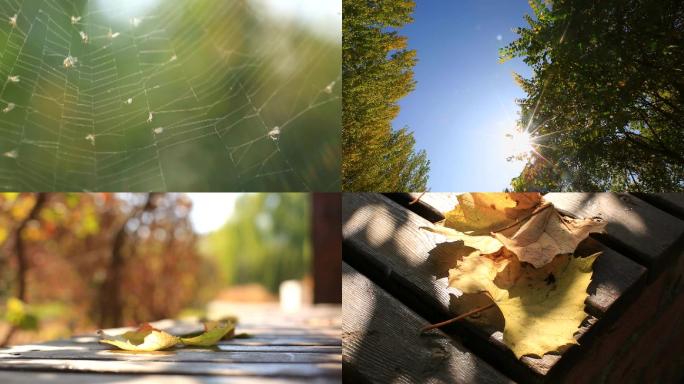 秋、黄叶、落叶、蜘蛛网、初秋