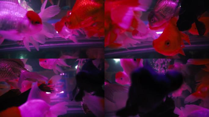 鹤顶红罗汉鱼观赏鱼4K实拍视频