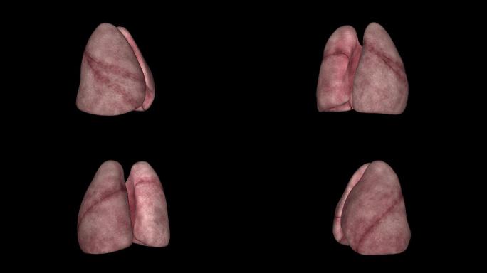 肺部器官360展示