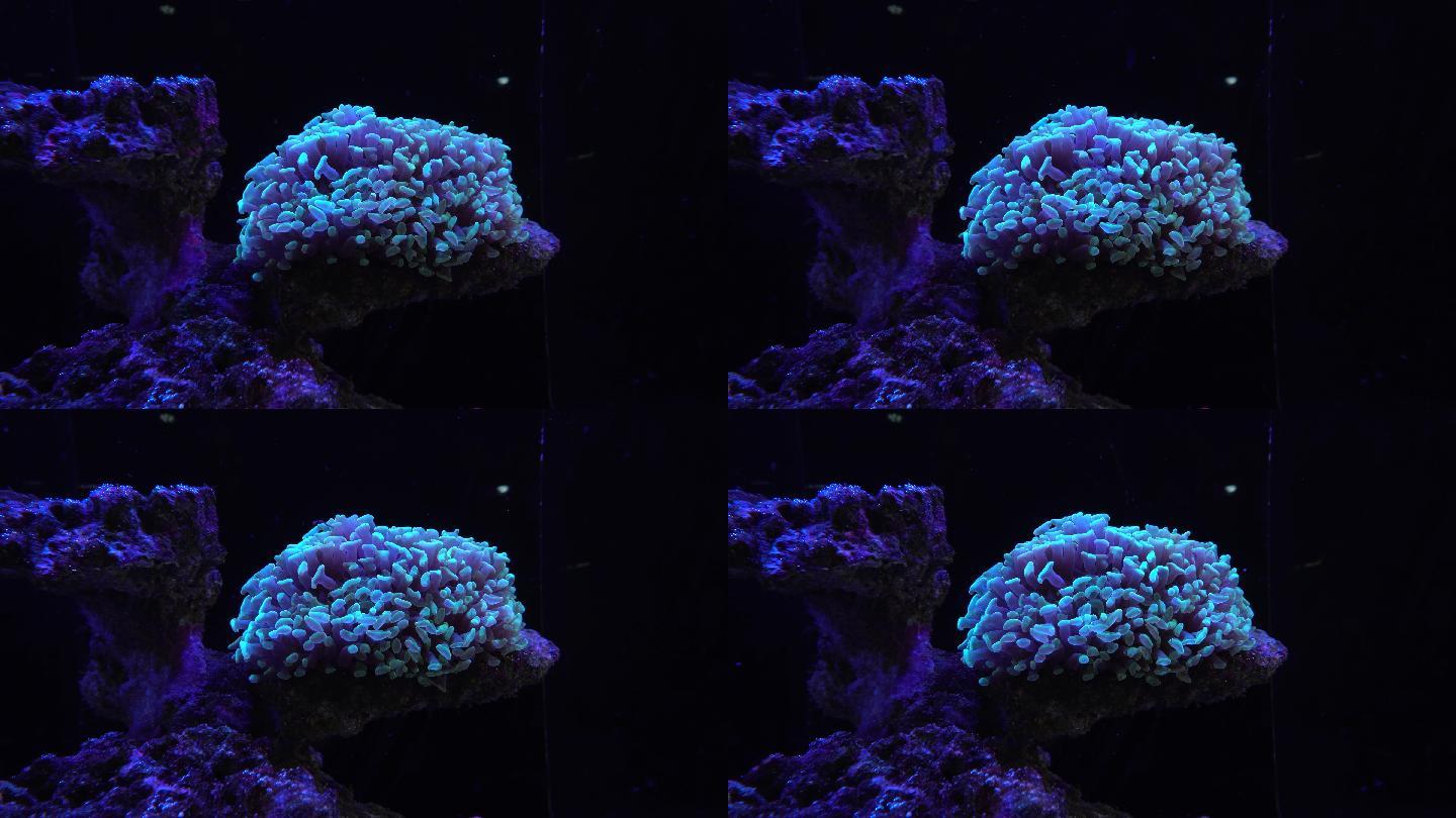 水底生物4K实拍视频
