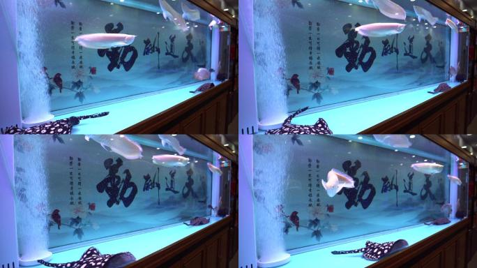 龙鱼银龙鱼鬼脸鱼观赏鱼4K实拍视频