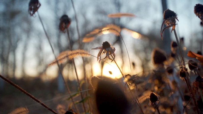 夕阳掉落花朵狗尾巴草