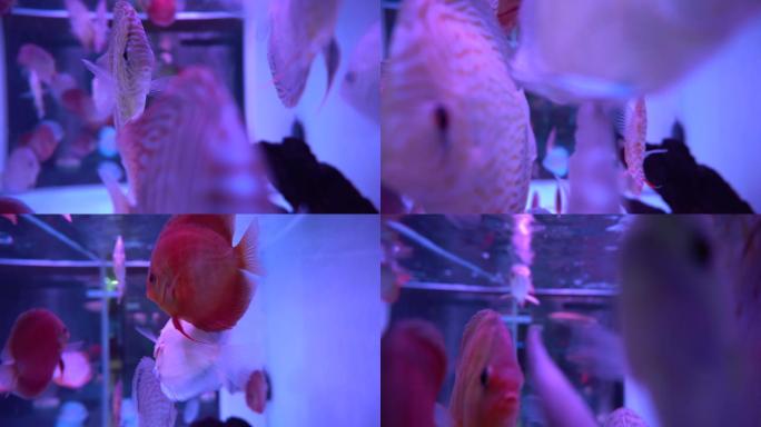 七彩神仙鱼观赏鱼4K实拍视频