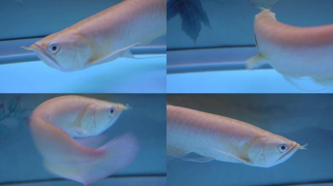 龙鱼银龙鱼观赏鱼4K实拍视频