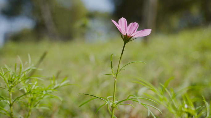 路边野花、小花