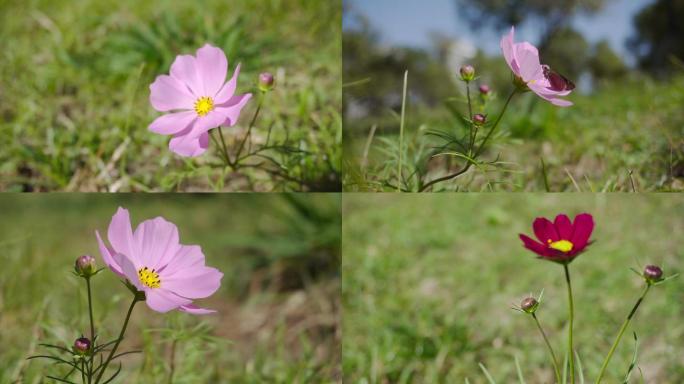 路边野花、小花