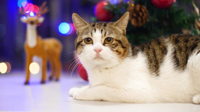 猫咪和圣诞树4k素材