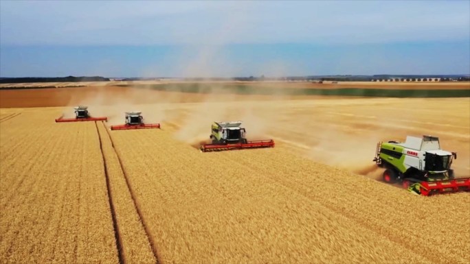 农村联合收割小麦