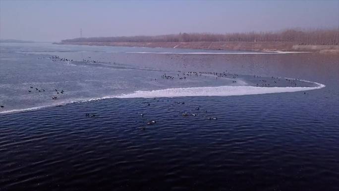 冬天里浑河的赤麻鸭们