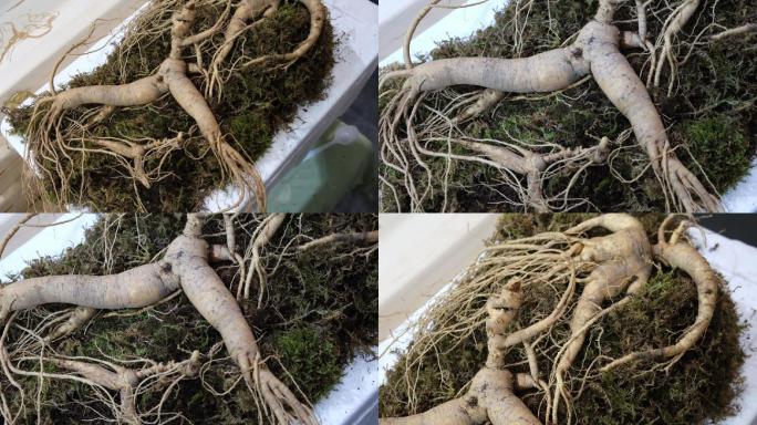 刚出土的带土野山参