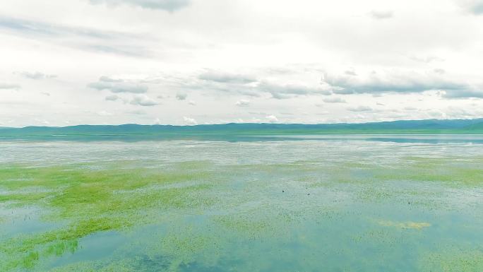 尕海湿地航拍草原湿地生态绿色湖泊候鸟航