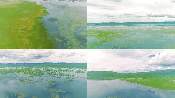 尕海湿地航拍草原湿地生态绿色湖泊候鸟航