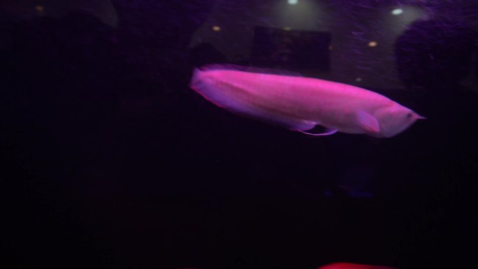 金龙鱼银龙鱼观赏鱼4K实拍视频