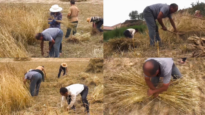 传统手工收割小麦