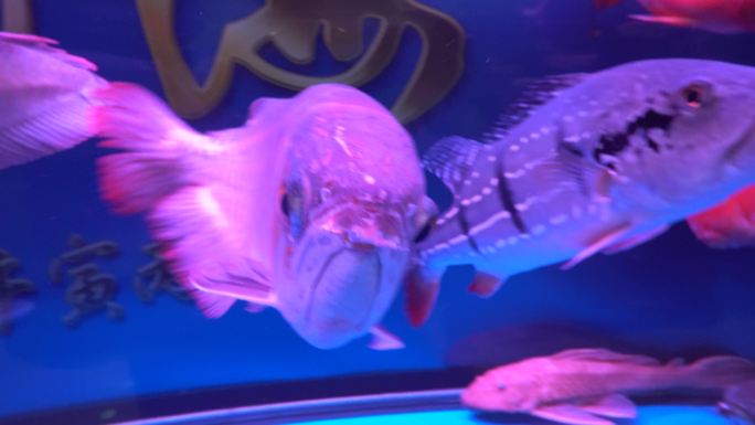 石斑鱼龙鱼银龙鱼观赏鱼4K实拍视频