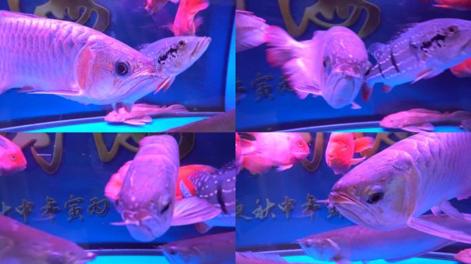 石斑鱼龙鱼银龙鱼观赏鱼4K实拍视频