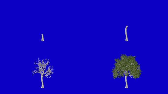 树木生长抠像蓝屏背景视频素材