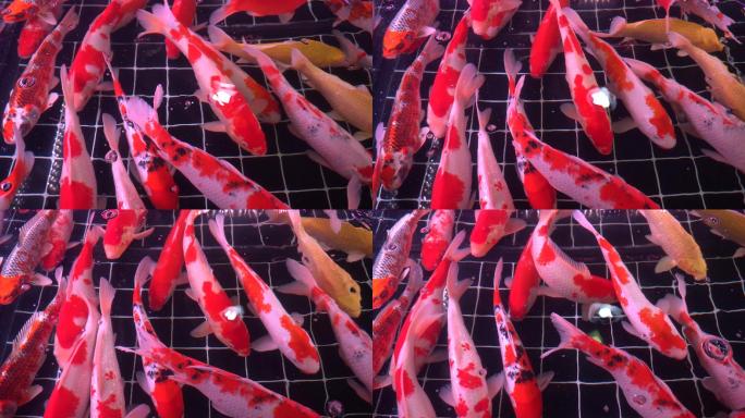 锦鲤鱼金鱼观赏鱼4K实拍视频