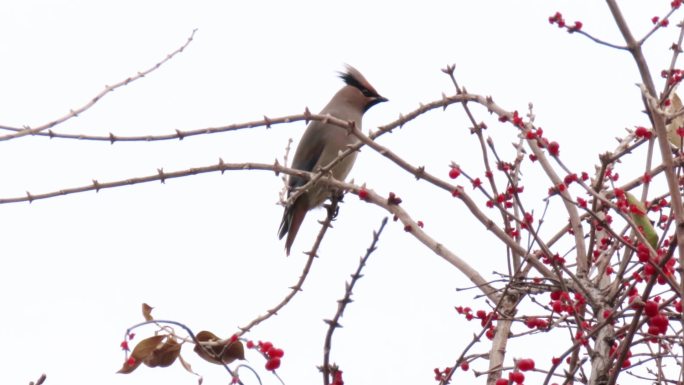忍冬树上的太平鸟