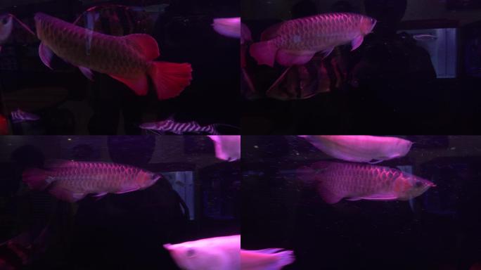 银龙鱼观赏鱼4K实拍视频