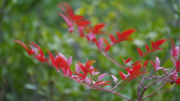 4k南天竹红色的叶子