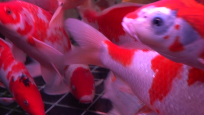 锦鲤鱼金鱼观赏鱼4K实拍视频