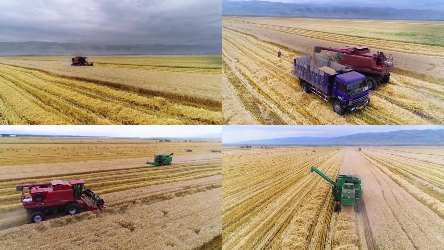 现代化农业收麦子