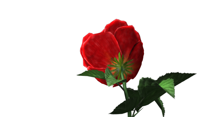 红玫瑰花3dsmax2016