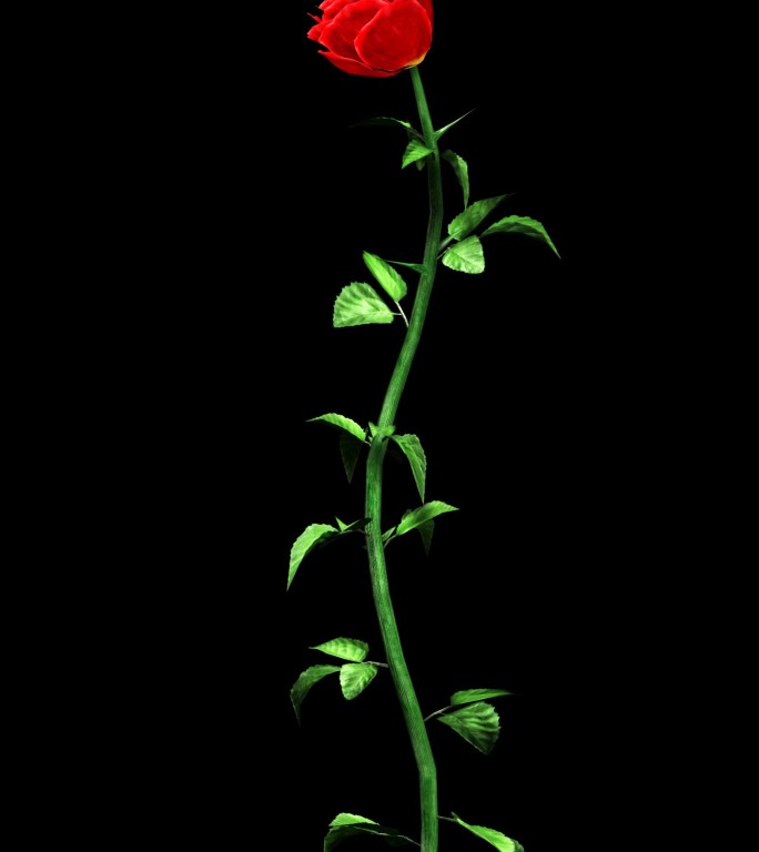 红玫瑰花3dsmax2016