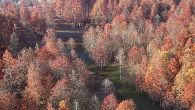 4K原素材-航拍深秋的红杉树森林