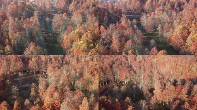 4K原素材-航拍深秋的红杉树森林