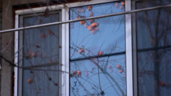 【原创】冬季窗前柿子树银杏叶