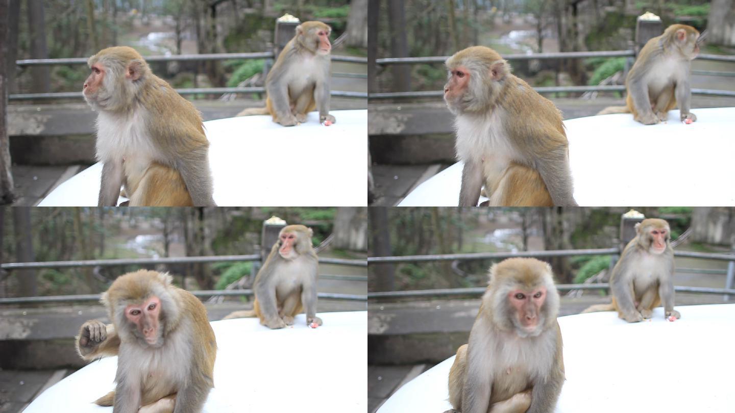 两只猴子吃东西