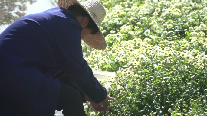 农场菊花种植工人采摘菊花