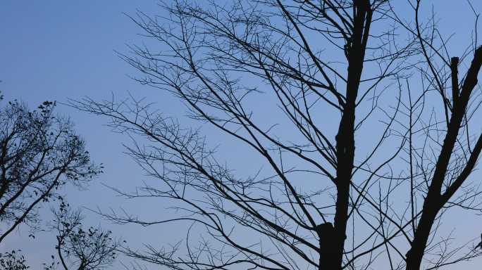 4K深秋蓝天下的枯树树枝