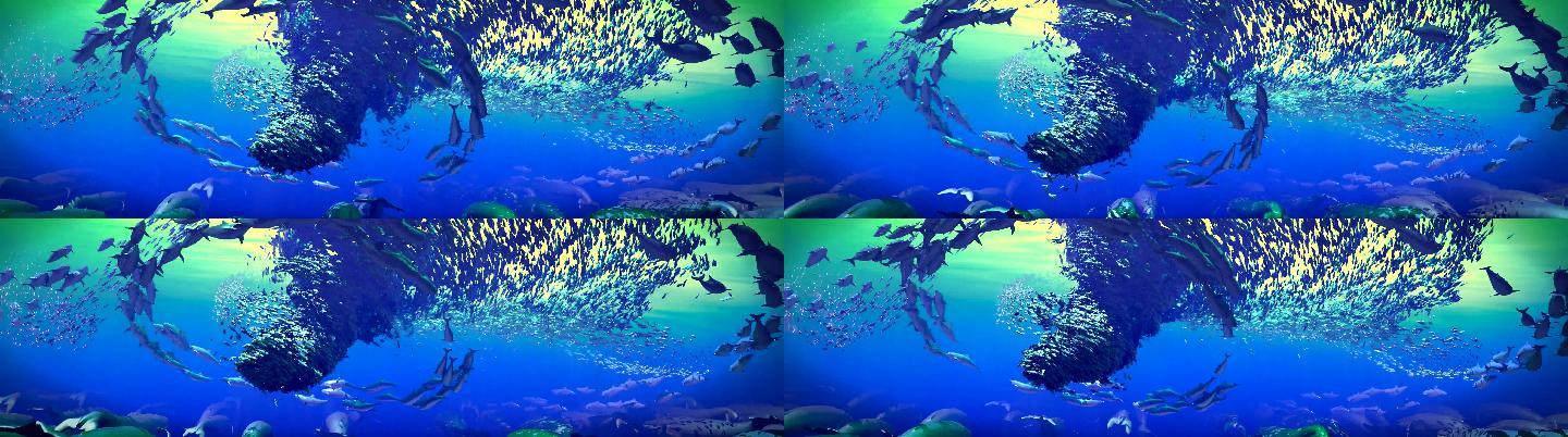 原创海洋鱼群动画海底世界水下生物