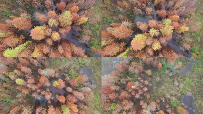 【4K航拍】秋天的水杉