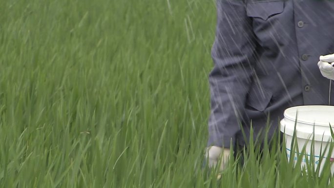 水稻分蘖期施肥