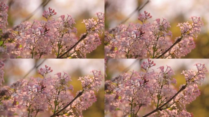 樱花特写春天粉色