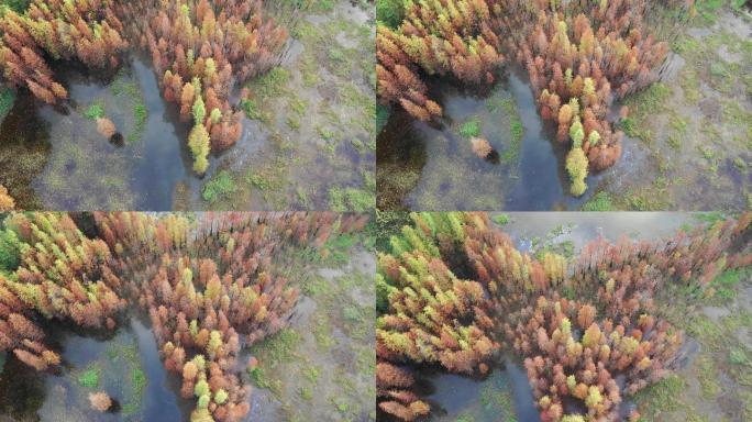 【4K航拍】秋天的水杉
