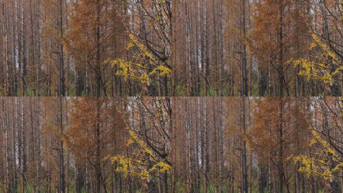 4K深秋傍晚的落叶松林与银杏叶