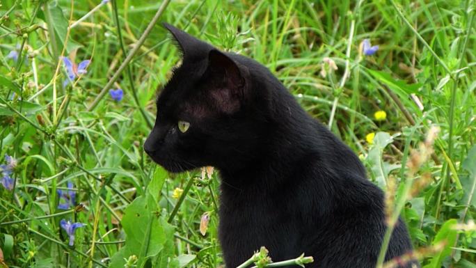 户外草丛黑色猫咪野性警惕捕食捕猎