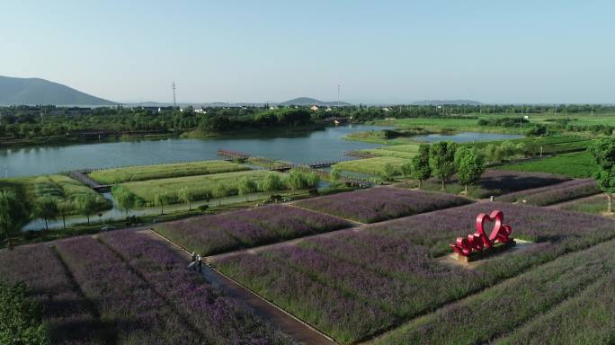 苏州西京湾花田航拍4k