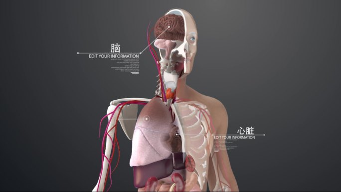 三维人体器官视频素材