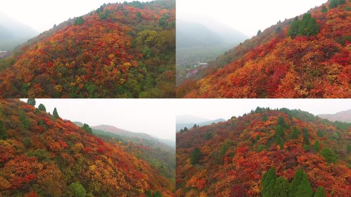 韩城香山红叶航拍4K