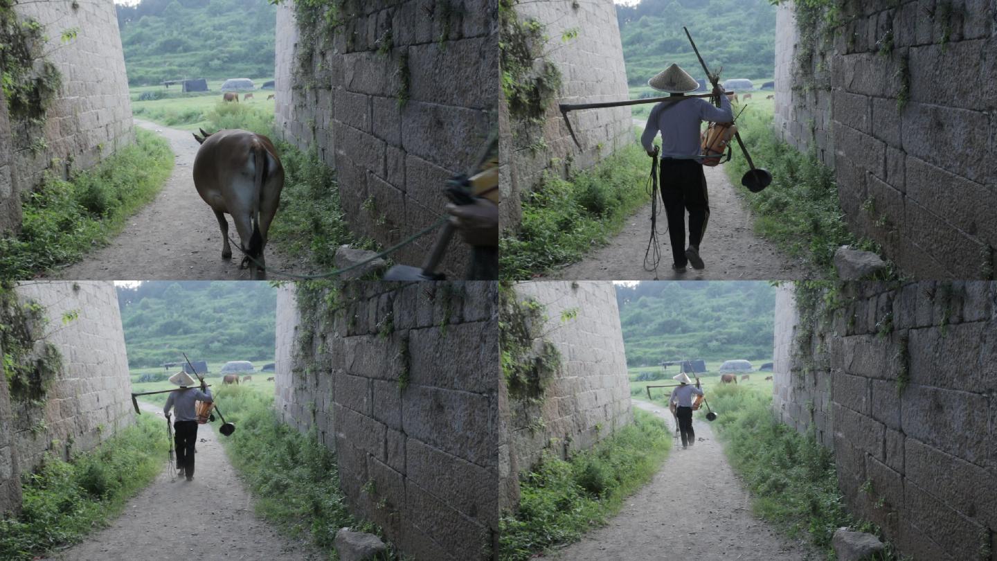 农民伯伯牵着老黄牛扛着锄头经过老城墙城门